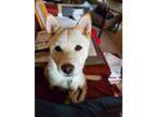 Shiba Inu Puppy for sale in San Luis Obispo, CA, USA