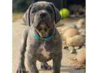 Cane Corso Puppy for sale in Coarsegold, CA, USA