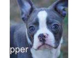 Boston Terrier Puppy for sale in Azle, TX, USA