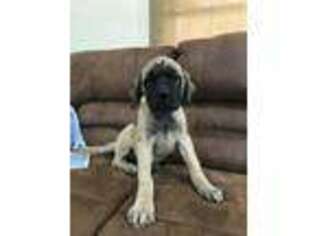 Mastiff Puppy for sale in Johnsonville, IL, USA