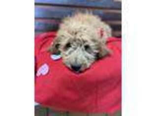 Goldendoodle Puppy for sale in Patterson, CA, USA
