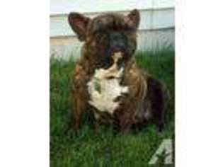 French Bulldog Puppy for sale in HOMER GLEN, IL, USA