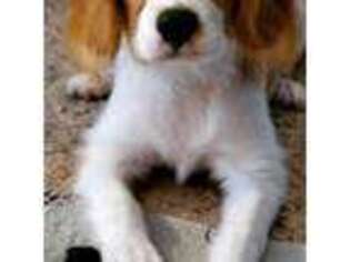 Cavalier King Charles Spaniel Puppy for sale in Sammamish, WA, USA