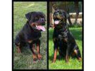 Rottweiler Puppy for sale in Rialto, CA, USA