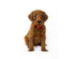 Goldendoodle Puppy for sale in Pelican Rapids, MN, USA