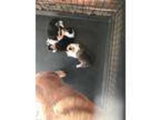 Pembroke Welsh Corgi Puppy for sale in Wirtz, VA, USA