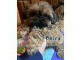 Shorkie Tzu Puppy for sale in Portland, OR, USA