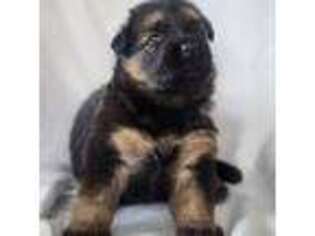 German Shepherd Dog Puppy for sale in Bokeelia, FL, USA