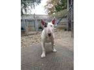 Bull Terrier Puppy for sale in Linden, MI, USA