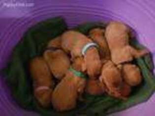 Vizsla Puppy for sale in Holmes, NY, USA