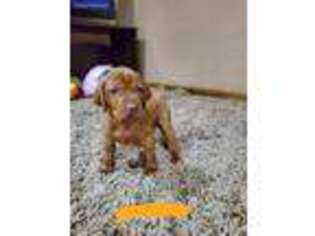 Vizsla Puppy for sale in Xenia, OH, USA