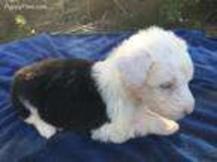 Old English Sheepdog Puppy for sale in Yulee, FL, USA