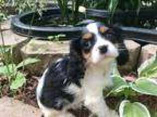 Cavalier King Charles Spaniel Puppy for sale in Rhinelander, WI, USA