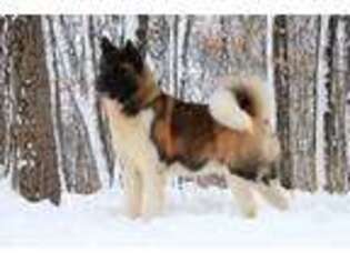 Akita Puppy for sale in Sussex, NJ, USA