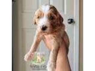 Goldendoodle Puppy for sale in Greencastle, IN, USA