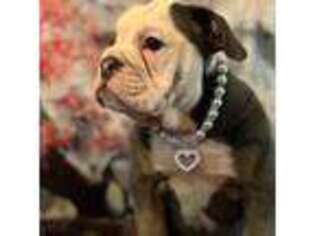 Bulldog Puppy for sale in North Las Vegas, NV, USA