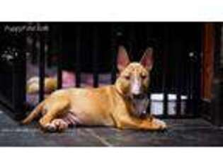 Bull Terrier Puppy for sale in Oklahoma City, OK, USA