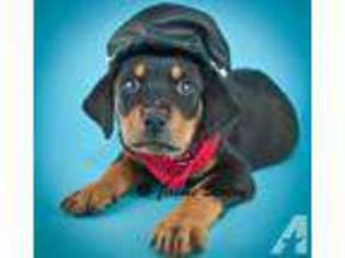 Rottweiler Puppy for sale in CANTON, OH, USA