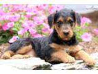 Airedale Terrier Puppy for sale in Lancaster, PA, USA
