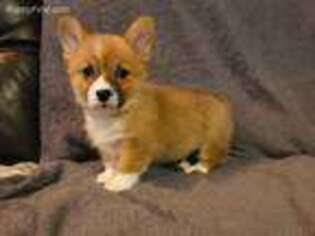 Pembroke Welsh Corgi Puppy for sale in Guthrie, KY, USA