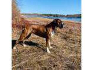 Boxer Puppy for sale in Acushnet, MA, USA