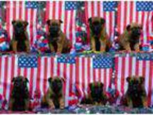Belgian Malinois Puppy for sale in Ankeny, IA, USA