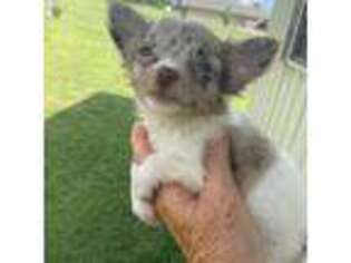 Chihuahua Puppy for sale in Pittsburg, TX, USA