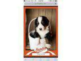 Bernese Mountain Dog Puppy for sale in Rockford, MI, USA