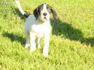 Great Dane Puppy for sale in Onawa, IA, USA