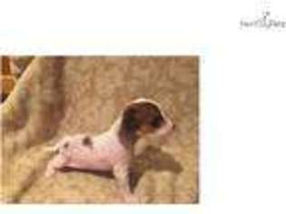 Chinese Crested Puppy for sale in College Station, TX, USA