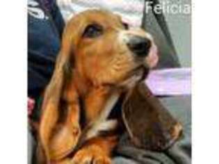 Basset Hound Puppy for sale in Newton Grove, NC, USA