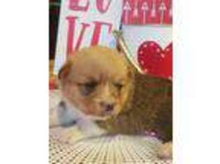 Pembroke Welsh Corgi Puppy for sale in Dobson, NC, USA
