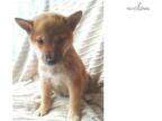 Shiba Inu Puppy for sale in Madison, WI, USA