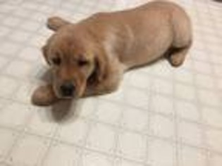 Golden Retriever Puppy for sale in Princeton, MN, USA