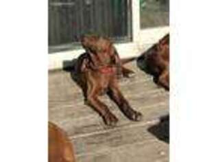 Redbone Coonhound Puppy for sale in Fargo, ND, USA
