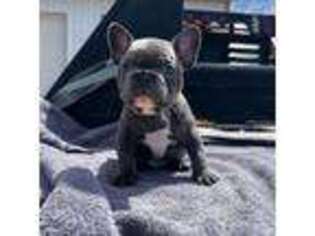 French Bulldog Puppy for sale in Buhl, ID, USA