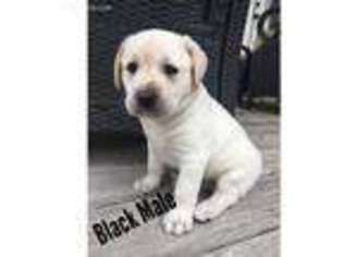 Labrador Retriever Puppy for sale in Brenham, TX, USA