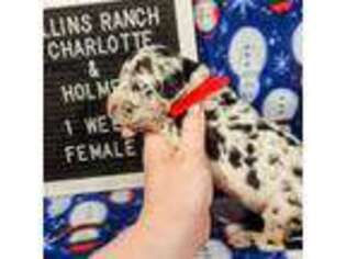 Great Dane Puppy for sale in Lake Butler, FL, USA