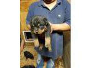 Rottweiler Puppy for sale in Montgomery, TX, USA