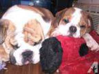 Bulldog Puppy for sale in MILFORD, PA, USA