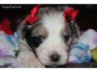 Australian Shepherd Puppy for sale in Wheelersburg, OH, USA