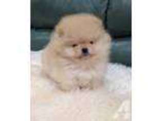 Pomeranian Puppy for sale in AZUSA, CA, USA