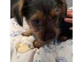 Yorkshire Terrier Puppy for sale in Malden, MA, USA