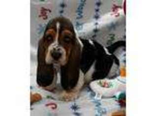 Basset Hound Puppy for sale in Kingsport, TN, USA