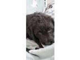 Labradoodle Puppy for sale in Wolcottville, IN, USA
