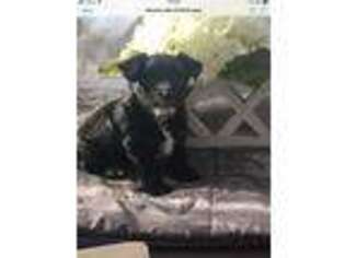 Yorkshire Terrier Puppy for sale in Virginia Beach, VA, USA