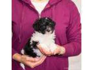 Mutt Puppy for sale in Centreville, MI, USA