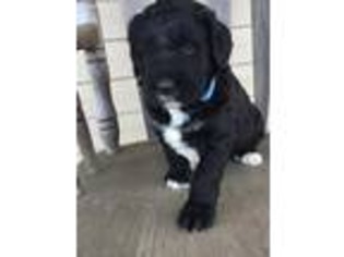 Bernese Mountain Dog Puppy for sale in Dayton, VA, USA