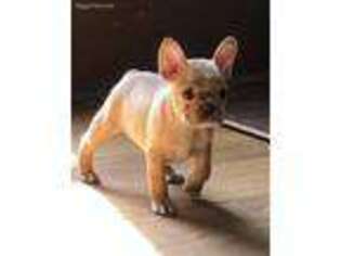 French Bulldog Puppy for sale in New Carlisle, OH, USA