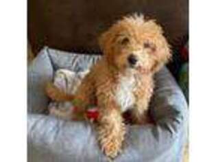 Labradoodle Puppy for sale in Avondale, AZ, USA